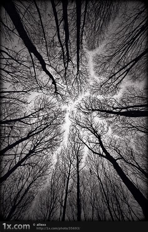 designerterminal.com | Nature photography, Tree photography, White ...