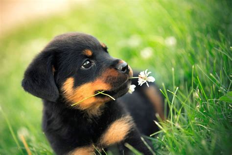 Rottweiler Puppy Wallpaper (1800×1200) | Rottweiler dog, Rottweiler ...