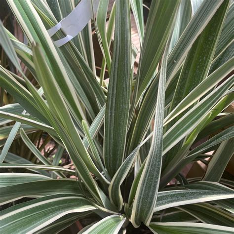 Dianella Tasmanica Variegata 8ltr pot - Eden Park Garden Centre