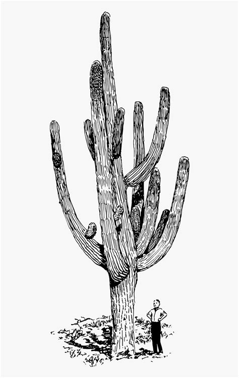 Saguaro Cactus Black And White Drawing, HD Png Download - kindpng