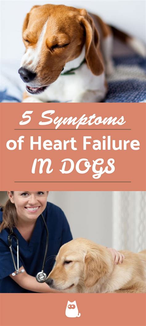 5 Symptoms of Congestive Heart Failure in Dogs - Most Common Signs ...