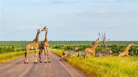 Kruger National Park to Cape Town: A Tour of South Africa, South Africa