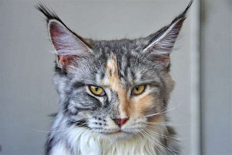 Maine Coon Cat Breed Information & Characteristics | Daily Paws