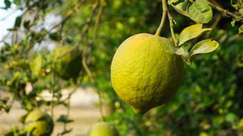 The Ponderosa Lemon Tree - Minneopa Orchards