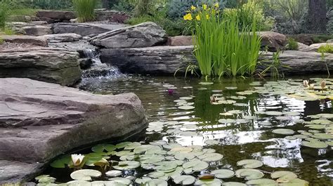 Aquatic Plants Garden Pond | Fasci Garden