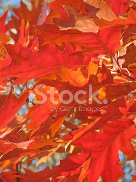 Red Oak Tree Leaves Stock Photo | Royalty-Free | FreeImages