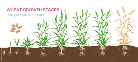 Wheat growth stages from seed to ripe plant infographic elements isolated on white background ...