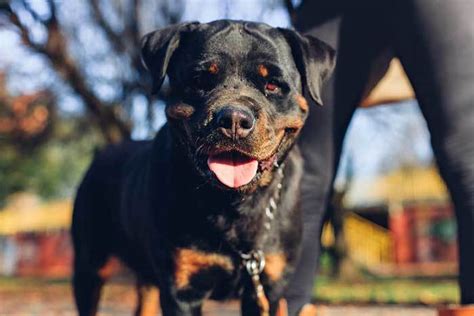 Rottweiler Training: 15 Useful Tips and Tricks