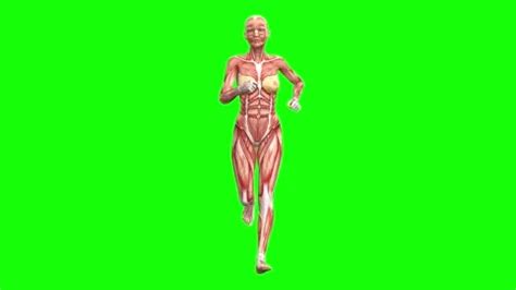 3D female muscles anatomy running on gre... | Stock Video | Pond5