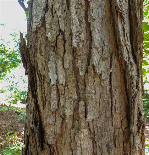 Free photo: Tree bark - Bark, Dark, Green - Free Download - Jooinn