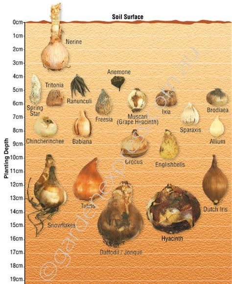 Bulb Identification & Planting Depth Guide - Garden Express | Planting bulbs, Bulb flowers ...