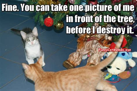 Cat And The Christmas Tree! - Funny Kitten MEME