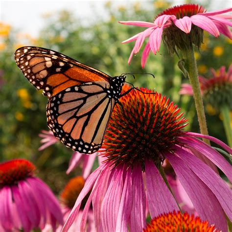 Flowers that Attract Pollinators - The Home Depot