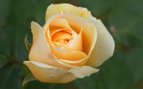 Orange Rose Wallpapers - Wallpaper Cave