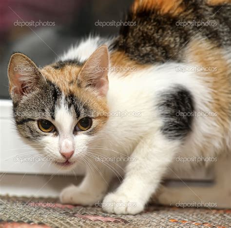 Tricolor cat — Stock Photo © evdoha #13264293