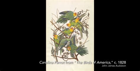 Carolina Parrot by John James Audubon