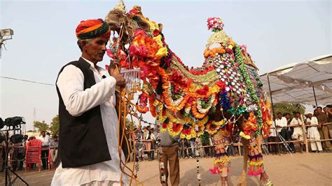 Nagaur Cattle Fair Rajasthan 2024 - Date, History, Major Attractions