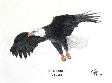 Bald Eagle in Flight Drawing by Frederic Kohli - Fine Art America