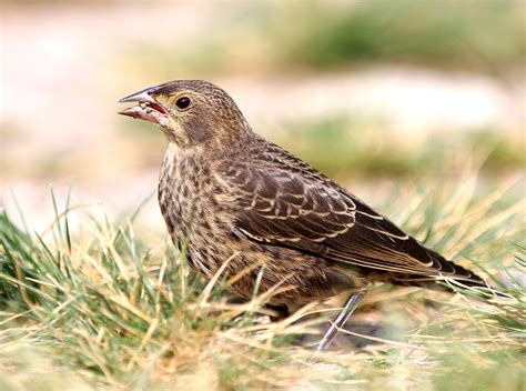 Brown-headed Cowbird | Audubon Field Guide