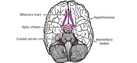 External Brain Anatomy – Foundations of Neuroscience