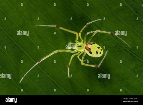 Hawaiian Happy Face Spider (Theridion grallator) is a spider in the family Theridiidae. Its ...