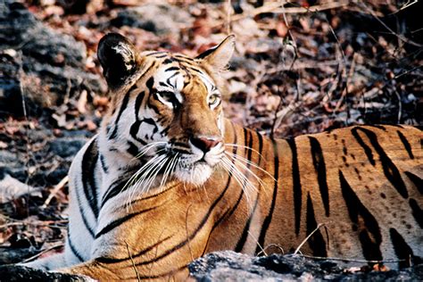 Pench Tiger Reserve, India Photos