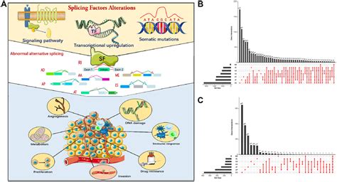 Prognostic alternative splicing events related splicing factors define ...