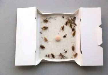 How to Use Glue Traps for Bed Bugs (Is It a Good Idea?) - Budget ...