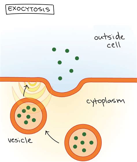 pinocytosis - DriverLayer Search Engine