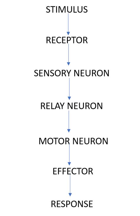 What are reflex actions? Give two examples. Explain a reflex arc.