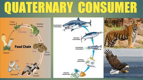 QUATERNARY CONSUMERS|| HETEROTROPHS | TOP PREDATORS | Education Notes ...