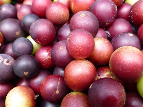 Your Skin’s Superfood: Camu Camu benefits for the skin – BRZLNSKIN