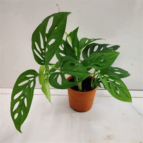 Monstera 'Adansonii' - Nursery Buy