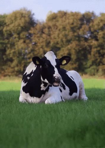 Yum GIF - Cowcow Cows Chew - Discover & Share GIFs