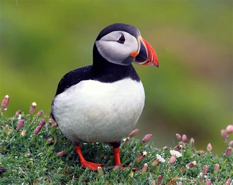 Atlantic Puffin (Common Puffin) Facts, Diet, Life Cycle, Baby, Pictures