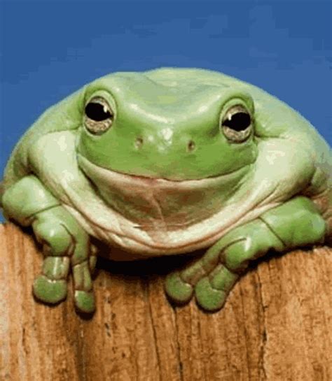 Frog Teeth GIF - Frog Teeth Smile - Discover & Share GIFs