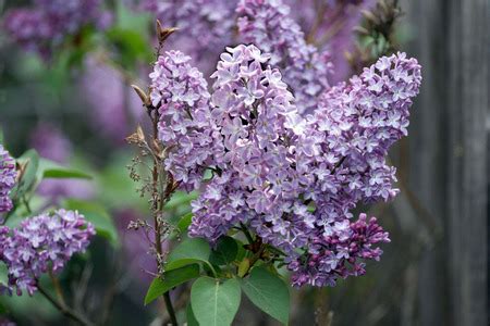 New Hampshire State Flower Purple Lilac Pictures