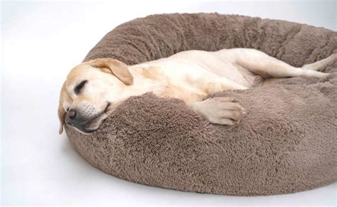 Best Anti-Anxiety And Calming Dog Bed To Soothe Your Pup