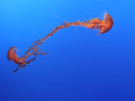Free Images : underwater, red, jellyfish, blue, invertebrate, marine biology, marine ...