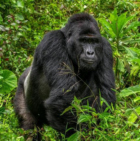 Uganda’s rare silverback mountain gorilla – Rafiki killed by poachers ...