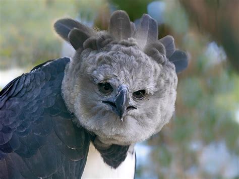 Deforestation Threatens One of the World’s Largest Eagles