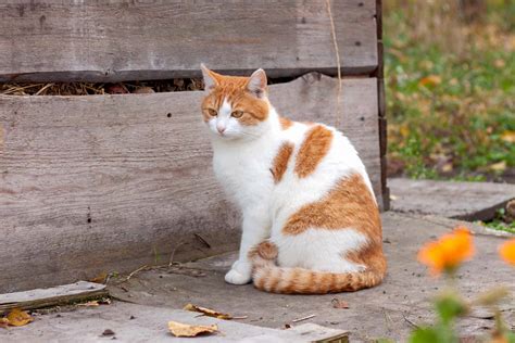 13 Orange And White Cat Breeds You'll Love (With Pictures) | atelier ...