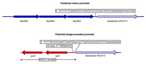 Integration of prophage SF370.1 may provide an alternate promoter for... | Download Scientific ...