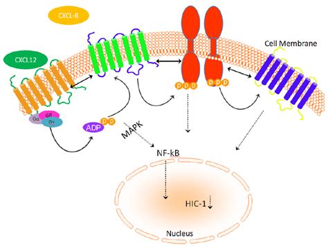 Chemokines receptor interactions in prostate cancer. These receptors ...