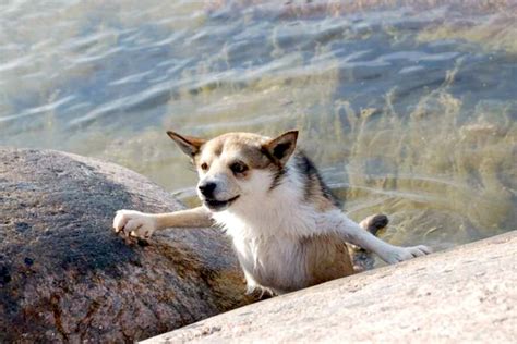 Rarest Dog Breed: Norwegian Lundehund History From the Brink of ...