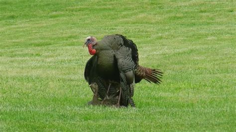 Wild Turkeys Mating - YouTube