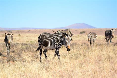 Mountain Zebra National Park, South Africa: The Complete Guide