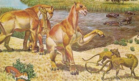 Moropus (threatening), Early Miocene (23-13.6 Ma), Discovered by Marsh - 1877; Daphoenodon, Late ...