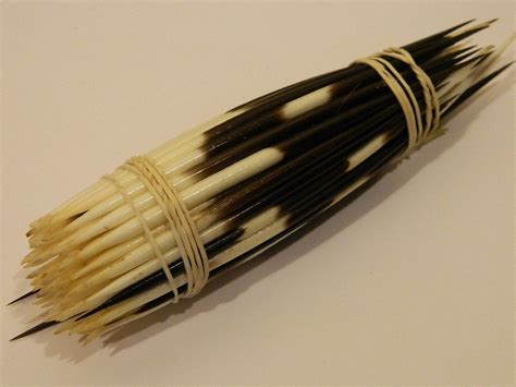 2/5 North African Porcupine Quills Black & White Craft Sized - Etsy Canada