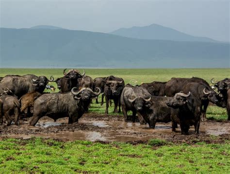 Herd of Cape Buffalo stock image. Image of cape, close - 88263857